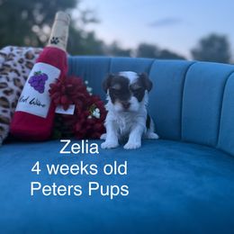 Zelia - Chocolate, tan and white female Yorkshire Terrier puppy in Hertford, North Carolina from Peters Pups Yorkshire Terriers