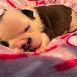 Walter - Red and white male Bulldog puppy in Wolf Creek, Oregon from Dejah Bleu Bulldogs