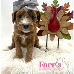 Purple collar - Red  female Goldendoodle puppy in Ohio from Farr’s Goldens and Doodles