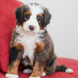 Fudge - Merle male Bernedoodle puppy in Dundee, Ohio from Down Home Doodle