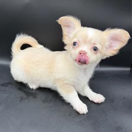 Dean - Cream and white male Chihuahua puppy in Palmyra, Indiana from Country Star Chihuahuas