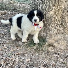 Boy 1 - Karakachan puppy from Rock Solid Ranch