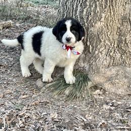 Boy 1 - Karakachan puppy from Rock Solid Ranch