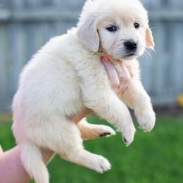 Purple - Light golden female Golden Retriever puppy in Denison, Texas from Blair Family Goldens