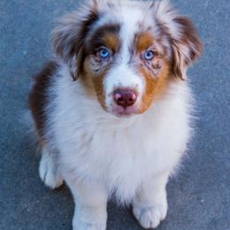 Australian Shepherd Puppies from Antique Aussies