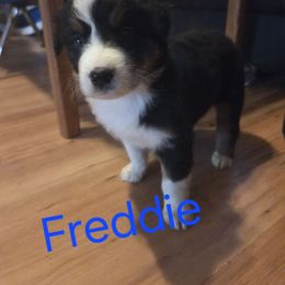 Freddie - Black tri-color male Australian Shepherd puppy in Summerville, Georgia from H-F Farms