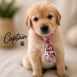 Captain - Golden male Golden Retriever puppy in San Bernardino, California from Thegoldendreams1