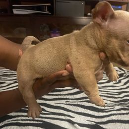 Girl 1 - Tan and white Yorkshire Terrier puppy in Sumter, South Carolina from Simplyyorkies