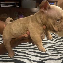 Girl 1 - Tan and white Yorkshire Terrier puppy in Sumter, South Carolina from Simplyyorkies