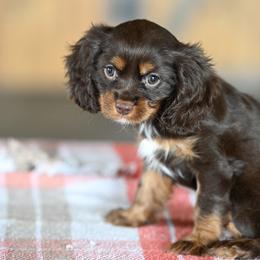 Lily - Chocolate female Cavalier King Charles Spaniel puppy in Sugarcreek, Ohio from Chocolate Cavalier