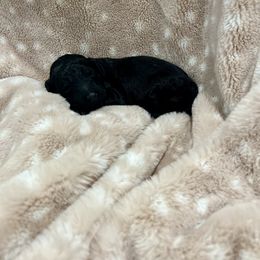 Goldendoodle Puppies from Sugar Doodles