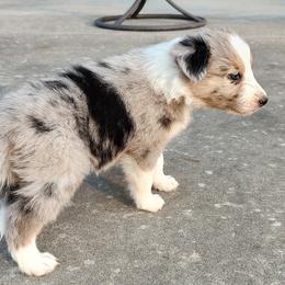 Border Collie Puppies from Bond Border Collies