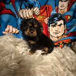 Tucker - Black and tan male Cavalier King Charles Spaniel puppy in Broken Arrow, Oklahoma from Cavalier King Charles Heartland