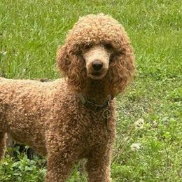 Maeve - Goldendoodle
