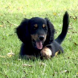 Girl 1 - Black and tan female Dachshund puppy in Lexington, Oklahoma from Strom Ranch