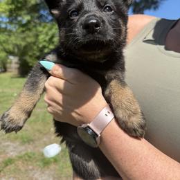 Black and Tan girl 2 - Black and tan female German Shepherd puppy in Jacksonville, Florida from El Dorado