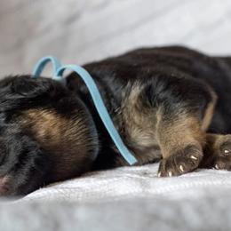 German Shepherd Puppies from Vom Haus Rabenstein