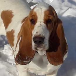 Rosey - Basset Hound