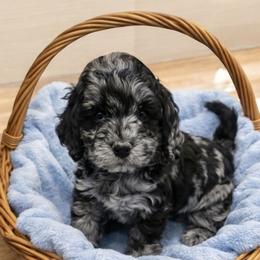 Benny - Merle male Goldendoodle puppy in North Branch, Michigan from Graceful Miniature Goldendoodles