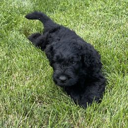 Black Russian Terrier Puppies from Amethyst Black Russian Terriers