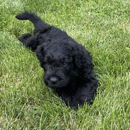 Black Russian Terrier Puppies from Amethyst Black Russian Terriers