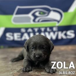 Zola - Charcoal female Dilute Retriever puppy in Puyallup, Washington from 12 Door Farm Labradors