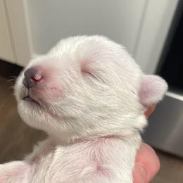 Merlin - White male Miniature Schnauzer puppy in Interlachen, Florida from Pam's Schnauzers