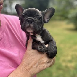 Black and Tan Coonhound and French Bulldog Puppies from Kalan Kennel