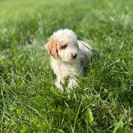 Zeus - Parti male Goldendoodle puppy in Noblesville, Indiana from R and H Doodles