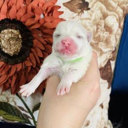 Irene - White female Pomeranian puppy in St. Louis, Missouri from Saint Louis Pomeranian babies
