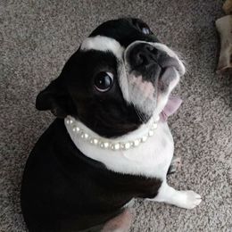 Evie - Boston Terrier