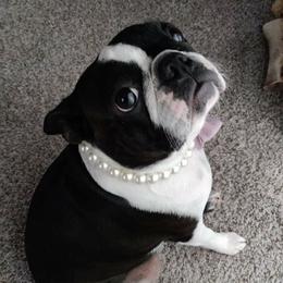 Evie - Boston Terrier