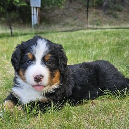 April - Black rust and white female Bernese Mountain Dog puppy in Saint Maries, Idaho from Rusty Brows Berners