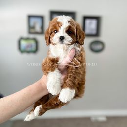 Cavapoo, Goldendoodle, and Poodle Puppies from Topnotchpoodles