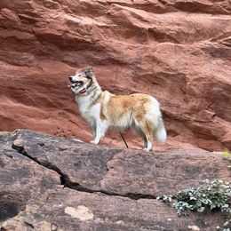 Omegs - Scottish Collie