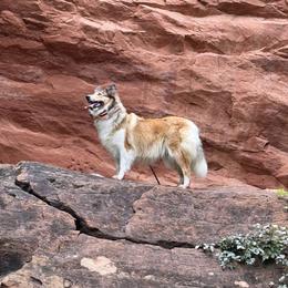 Omegs - Scottish Collie