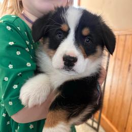 Farve - Black and tan male Pembroke Welsh Corgi puppy in New Auburn, Wisconsin from Cordell Corgis