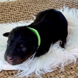 Rocky - Black tri-color male Australian Shepherd puppy in Zwingle, Iowa from Homestead Aussies & Doodles