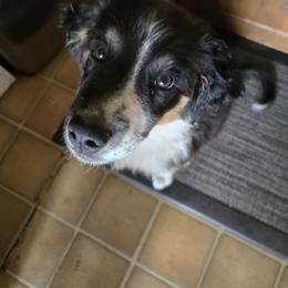 Australian Shepherd and Miniature Australian Shepherd Puppies from Cara Harker