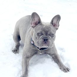 Bella - French Bulldog