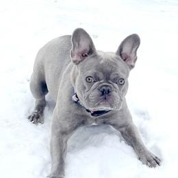 Bella - French Bulldog