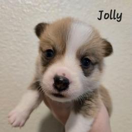Jolly - Sable male Pembroke Welsh Corgi puppy in Citrus Heights, California from The Joy of Corgis
