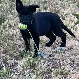 German Shepherd Puppies from KVA Shepherds