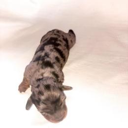 Sissy - Gray (blue) and tan female Dachshund puppy in Richland, Wyoming from Lucky B Dachshund’s