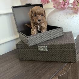 Cavapoo Puppies from cavapoo idaho