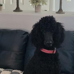 Max - Poodle