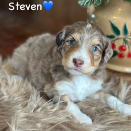 Steven - Red merle male Aussiedoodle puppy in Lancaster, Minnesota from Finney Ranch