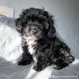 Boy 1 - Black and white Havanese puppy in Belleville, Arkansas from Hippiehavs