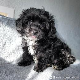 Boy 1 - Black and white Havanese puppy in Belleville, Arkansas from Hippiehavs