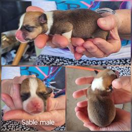 Boy 1 - Sable male Pembroke Welsh Corgi puppy in Odessa, Missouri from LOYAL T K9's CORGIS